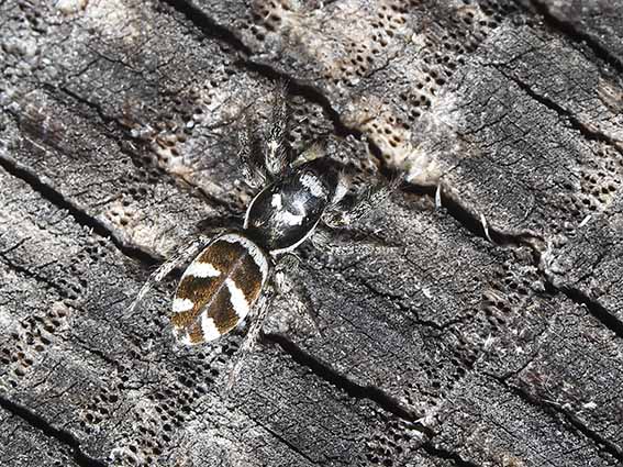Salticus scenicus - Zebraspringspinne - Fam. Salticidae - Springspinnen - Araneae - Webspinnen - orb-weaver spiders