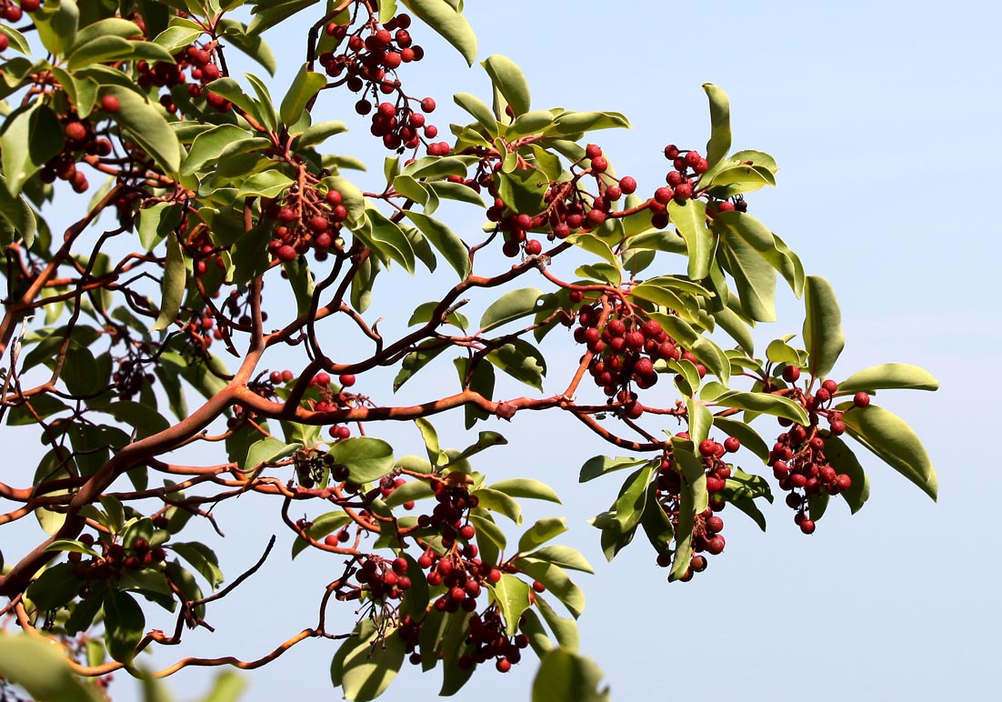 Arbutus andrachne - Östlicher Erdbeerbaum - evergreen eastern strawberry tree - - Macchie - Macchia Arbutus andrachne - Östlicher Erdbeerbaum - evergreen eastern strawberry tree - - Macchie - Macchia