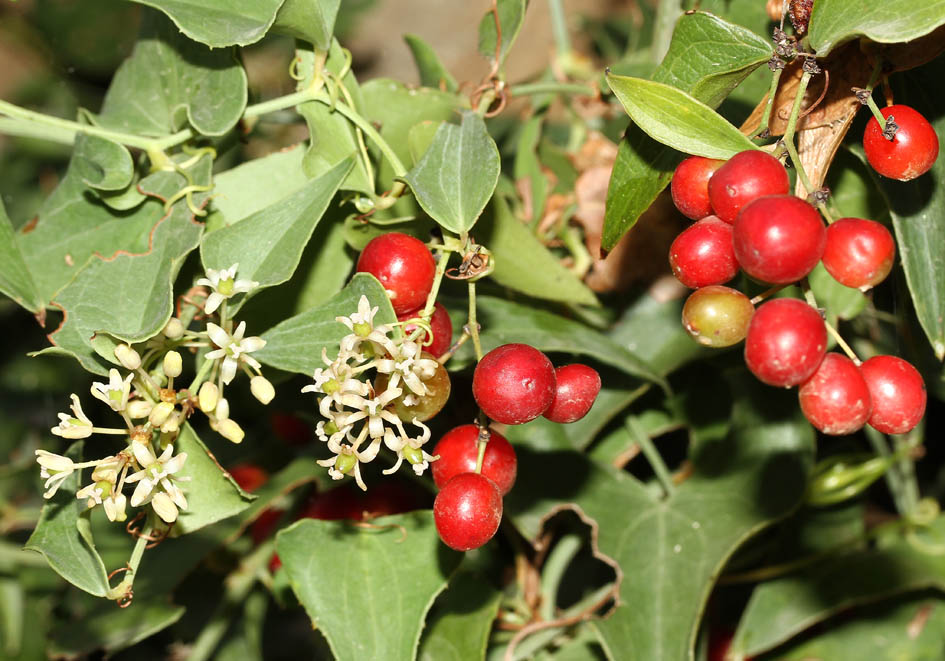 Smilax aspera - Stechwinde - common smilax - - Macchie - Macchia Smilax aspera - Stechwinde - common smilax - - Macchie - Macchia