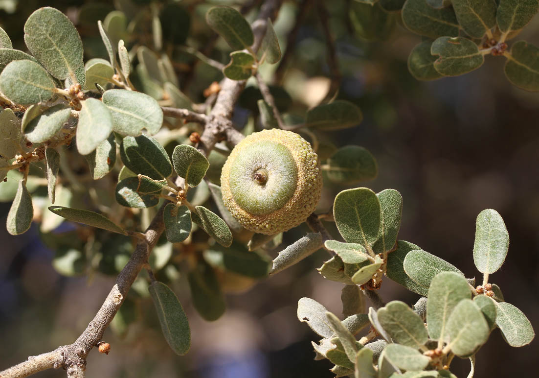 Quercus aucheri - Auchers Eiche - - Wald - Forest Quercus aucheri - Auchers Eiche - - Wald - Forest