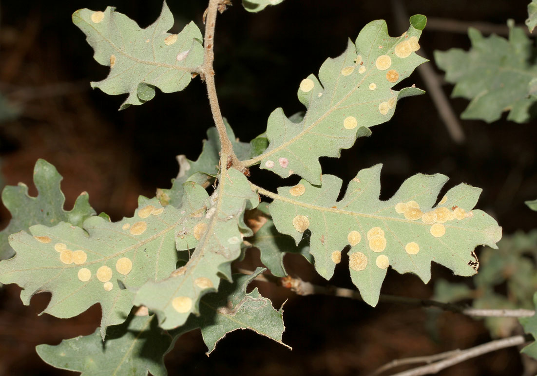 Quercus cerris - Zerreiche - Turkey oak - mit Neuroterus quercusbaccarum-Gallen - Wald - Forest Quercus cerris - Zerreiche - Turkey oak - mit Neuroterus quercusbaccarum-Gallen - Wald - Forest