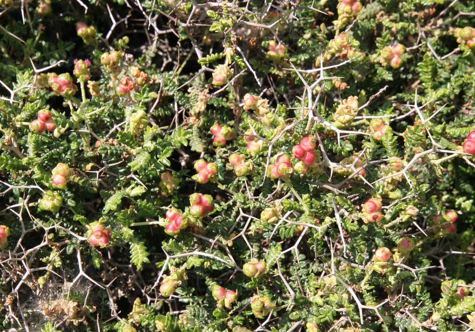 Sarcopoterium spinosum - Dornige Bibernelle - thorny burnet - - Phrygana Sarcopoterium spinosum - Dornige Bibernelle - thorny burnet - - Phrygana