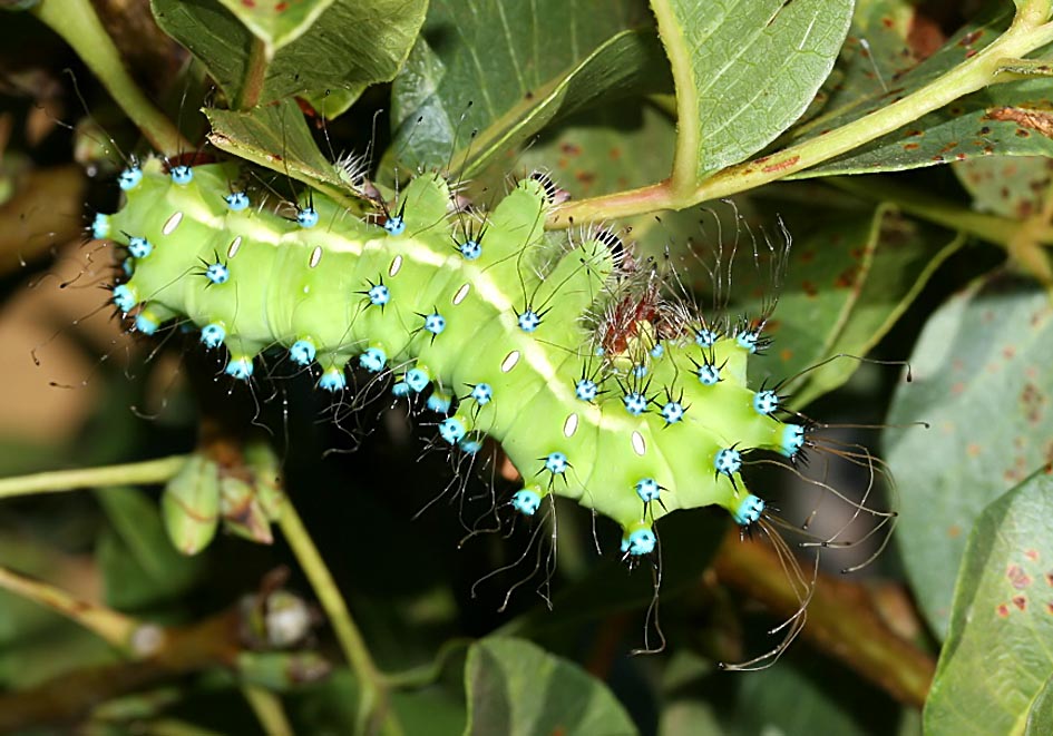 Saturnia pyri - Wiener Nachtpfauenauge - Fam. Saturniidae (Pfauenspinner) - Sifnos - Raupen - Caterpillars Saturnia pyri - Wiener Nachtpfauenauge - Fam. Saturniidae (Pfauenspinner) - Sifnos - Raupen - Caterpillars