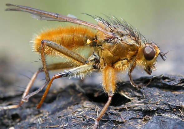 Scatophaga stercoraria - Gelbe Dungfliege - Fam. Scatophagidae - Dungfliegen - Brachycera (Fliegenartige) - Schizophora - muscoids Scatophaga stercoraria - Gelbe Dungfliege - Fam. Scatophagidae - Dungfliegen - Brachycera (Fliegenartige) - Schizophora - muscoids