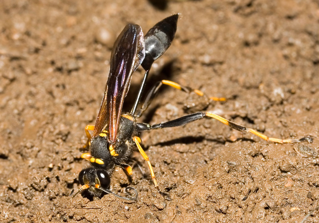 Sceliphron caementarium - Kroatien - Sphecidae - Grabwespen - thread-waisted wasps