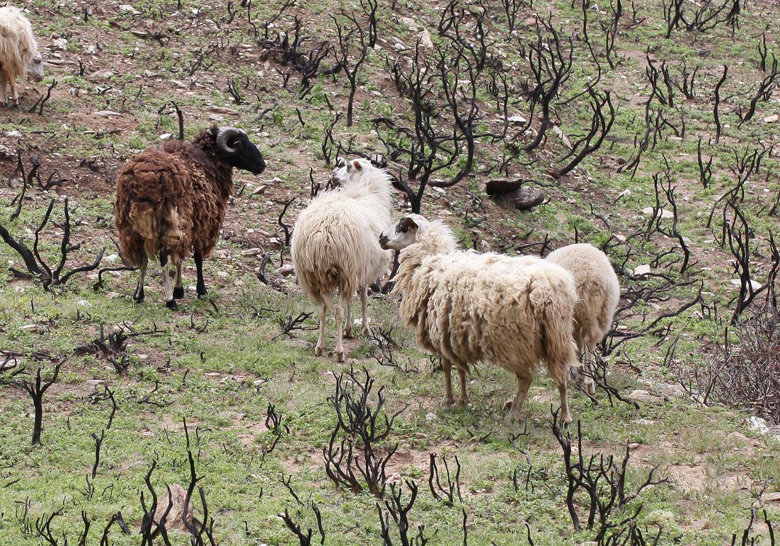 Schafe nach Brandrodung - Andros - Haustiere - domestic animals Schafe nach Brandrodung - Andros - Haustiere - domestic animals