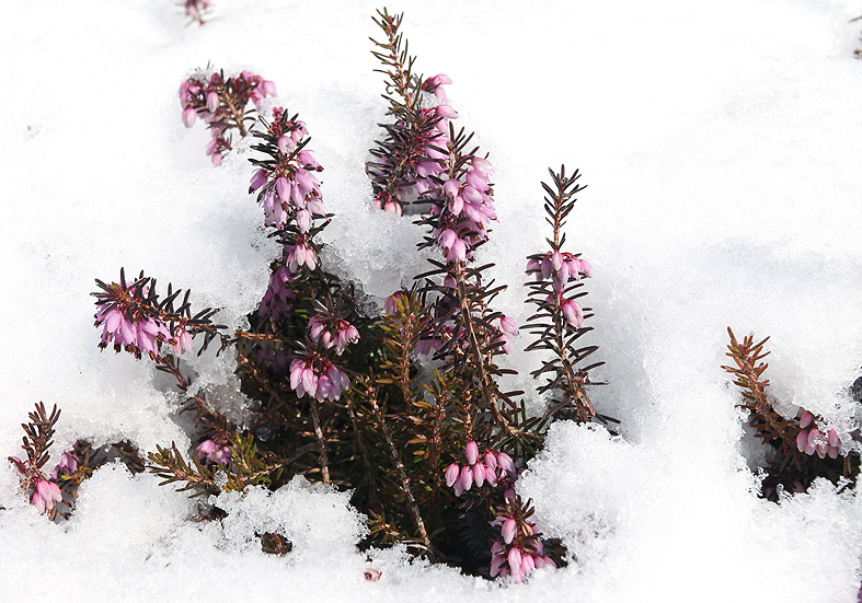 Erica carnea - Schneeheide - Fam. Ericaceae - Wald - forest Erica carnea - Schneeheide - Fam. Ericaceae - Wald - forest