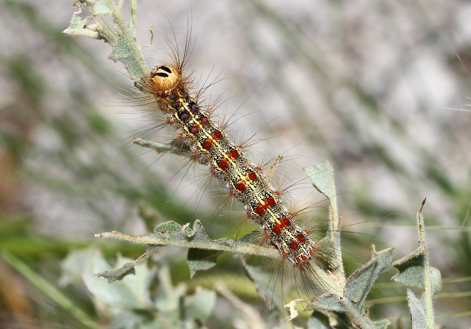 Schwammspinner - Lymantria dispar - Fam. Erebidae/Lymantriinae - Lesbos - Raupen - Caterpillars Schwammspinner - Lymantria dispar - Fam. Erebidae/Lymantriinae - Lesbos - Raupen - Caterpillars