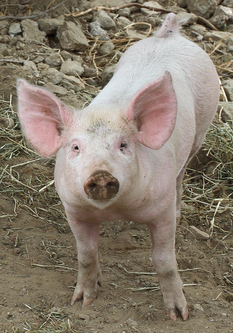 glückliches Schwein - Tinos - Haustiere - domestic animals glückliches Schwein - Tinos - Haustiere - domestic animals