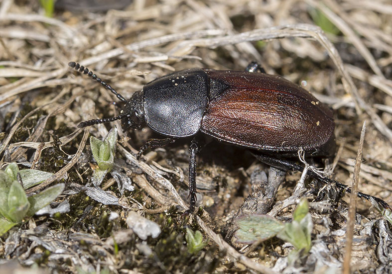 Silpha tyrolensis - Fam. Silphidae - Aaskäfer - weitere Käferfamilien - other beetle families Silpha tyrolensis - Fam. Silphidae - Aaskäfer - weitere Käferfamilien - other beetle families