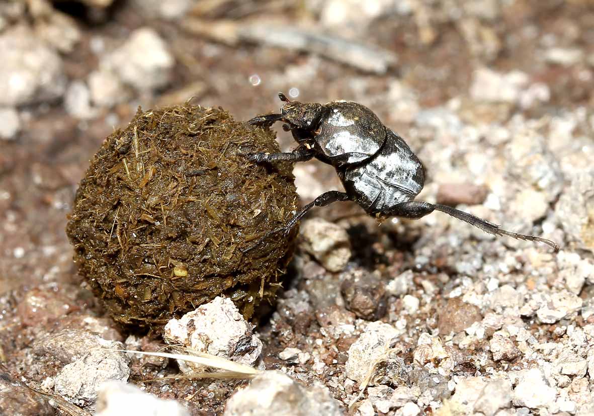 Sisyphus schaefferi - Fam. Scarabaeidae - Lesbos - Scarabaeidea - Blatthornkäfer - scarab beetles Sisyphus schaefferi - Fam. Scarabaeidae - Lesbos - Scarabaeidea - Blatthornkäfer - scarab beetles