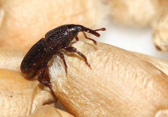 Sitophilus granarius - Kornkäfer - - Curculionidae - Rüsselkäfer - weevils Sitophilus granarius - Kornkäfer - - Curculionidae - Rüsselkäfer - weevils