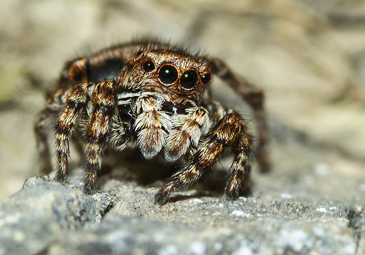 Sitticus rupicola - Fam. Saltacidae - Springspinnen - Araneae - Webspinnen - orb-weaver spiders Sitticus rupicola - Fam. Saltacidae - Springspinnen - Araneae - Webspinnen - orb-weaver spiders