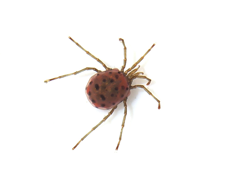 Sperchon brevirostris - Quellmilbe - Fam. Hydrachnidiae - Acari - Milben - mites Sperchon brevirostris - Quellmilbe - Fam. Hydrachnidiae - Acari - Milben - mites