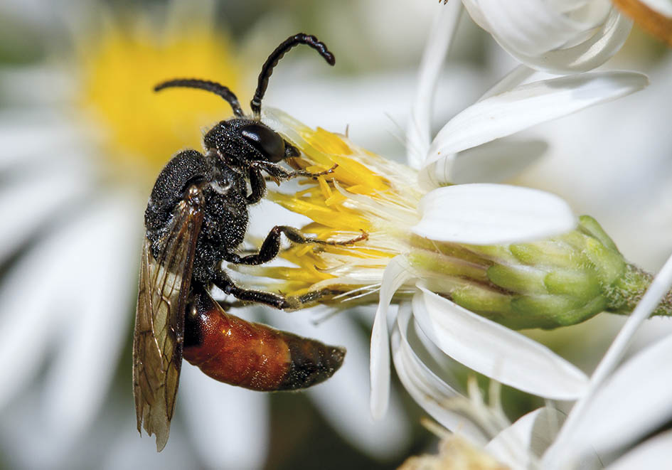 Sphecodes scabricollis (male) - Blutbiene - Kuckucksbiene - Apiformes - Halictidae - Bienen - bees Sphecodes scabricollis (male) - Blutbiene - Kuckucksbiene - Apiformes - Halictidae - Bienen - bees