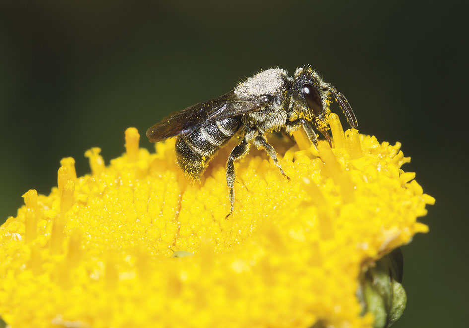 Stelis breviuscula - Düsterbiene - Kuckucksbiene bei Heriades - Apidae - Megachilinae - Bienen - bees Stelis breviuscula - Düsterbiene - Kuckucksbiene bei Heriades - Apidae - Megachilinae - Bienen - bees