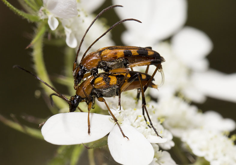 Stenurella septempunctata - Siebenpunktierte Halsbock - UFam. Lepturinae - Zagori (Griechenland) - Cerambycidae - Bockkäfer - long-horned beetles Stenurella septempunctata - Siebenpunktierte Halsbock - UFam. Lepturinae - Zagori (Griechenland) - Cerambycidae - Bockkäfer - long-horned beetles