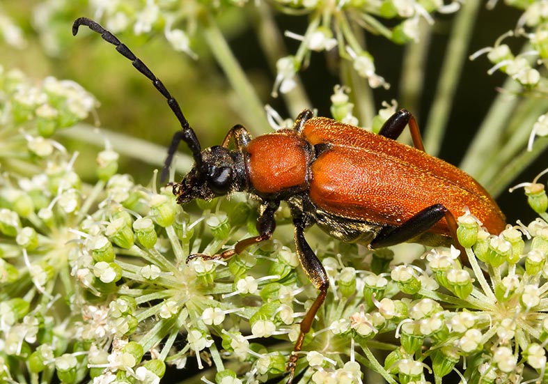 Stictoleptura rubra - Rothalsbock (female) - UFam. Lepturinae - Cerambycidae - Bockkäfer - long-horned beetles Stictoleptura rubra - Rothalsbock (female) - UFam. Lepturinae - Cerambycidae - Bockkäfer - long-horned beetles
