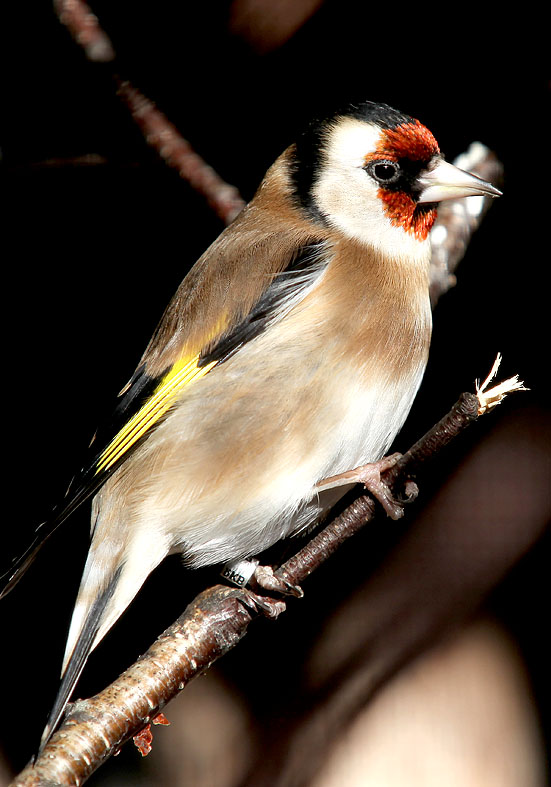 Stieglitz - Carduelis carduelis - Alpenzoo - Passeres - Singvögel - songbirds Stieglitz - Carduelis carduelis - Alpenzoo - Passeres - Singvögel - songbirds
