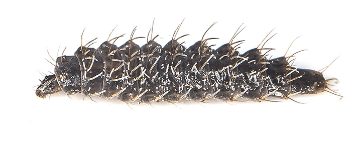 Stratiomyidae - Waffenfliegen - terrestrische Larve - Dipteren-Larven Stratiomyidae - Waffenfliegen - terrestrische Larve - Dipteren-Larven