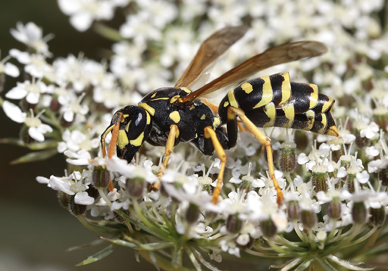 Polistes-dominula - Haus-Feldwespe - mit Strepsiptera-Fächerflügler - Vespidae - Faltenwespen - wasps Polistes-dominula - Haus-Feldwespe - mit Strepsiptera-Fächerflügler - Vespidae - Faltenwespen - wasps