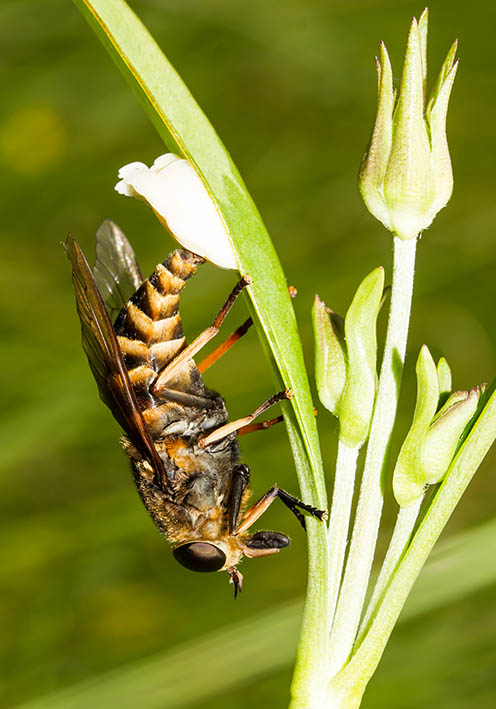 Tabanus bromius - Gemeine Viehbremse
bei Eiablage - Fam. Tabanidae - Bremsen - Brachycera (Fiegenartige) - Orthorrhapha Tabanus bromius - Gemeine Viehbremse
bei Eiablage - Fam. Tabanidae - Bremsen - Brachycera (Fiegenartige) - Orthorrhapha