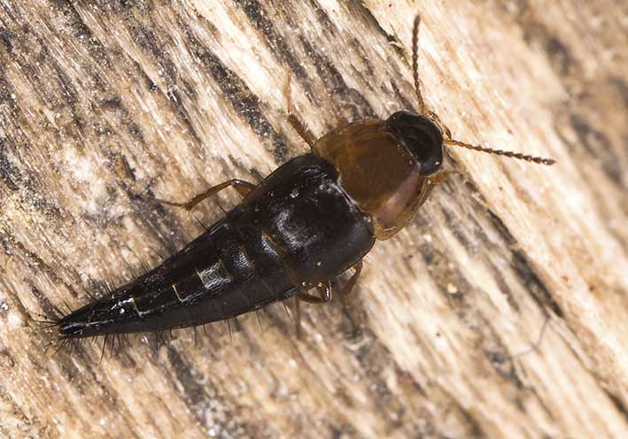 Tachyporus ruficollis - Schnellräuber -  - Staphylinidae - Kurzflügler - rove beetles
