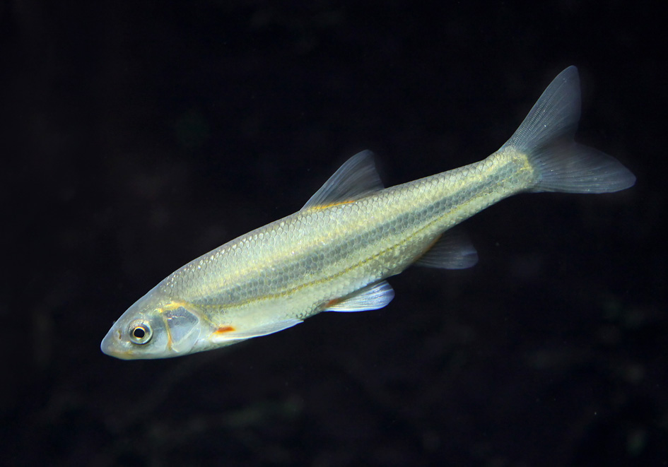 Telestes souffia (Leuciscus souffia) - Strömer - - Cypriniformes - Karpfenartige Telestes souffia (Leuciscus souffia) - Strömer - - Cypriniformes - Karpfenartige