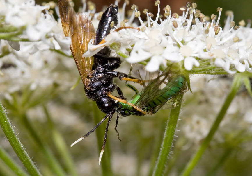 Tenthredo crassa - Fam. Tenthredinidae - Blattwespen - Symphyta - Pflanzenwespen - sawflies Tenthredo crassa - Fam. Tenthredinidae - Blattwespen - Symphyta - Pflanzenwespen - sawflies