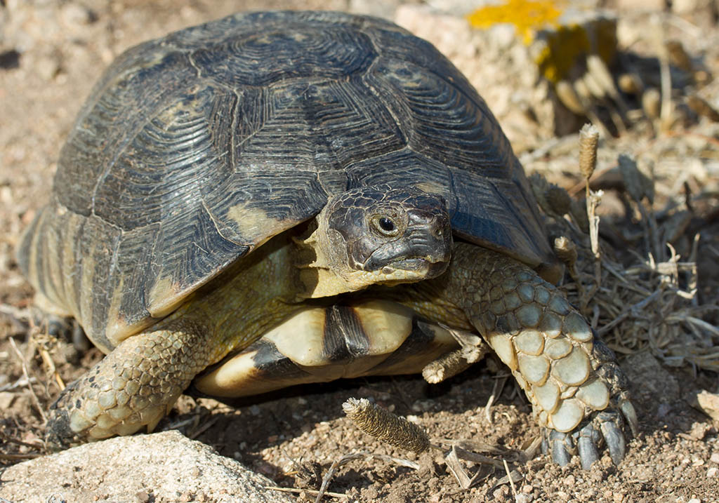 Testudo marginata  Breitrandschildkrte  focusnatura