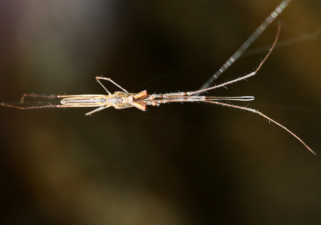 Tetragnatha sp. - Steckerspinne - Fam. Tetragnathidae - Samos - Araneae - Webspinnen - orb-weaver spiders Tetragnatha sp. - Steckerspinne - Fam. Tetragnathidae - Samos - Araneae - Webspinnen - orb-weaver spiders