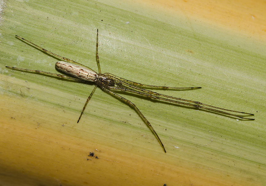 Tetragnatha sp. -Streckerspinne - Tetragnathidae - Dickkieferspinnen - Araneae - Webspinnen - orb-weaver spiders Tetragnatha sp. -Streckerspinne - Tetragnathidae - Dickkieferspinnen - Araneae - Webspinnen - orb-weaver spiders