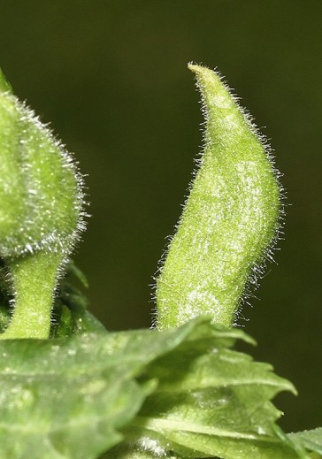 Tetraneurella alkinire - Fam. Aphididae - Röhrenblattläuse - Sternorrhyncha - Pflanzenläuse Tetraneurella alkinire - Fam. Aphididae - Röhrenblattläuse - Sternorrhyncha - Pflanzenläuse