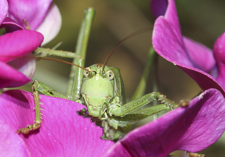 Tettigonia viridissima Grünes Heupferd - - Tettigoniidae - Laubheuschrecken - bush crickets Tettigonia viridissima Grünes Heupferd - - Tettigoniidae - Laubheuschrecken - bush crickets