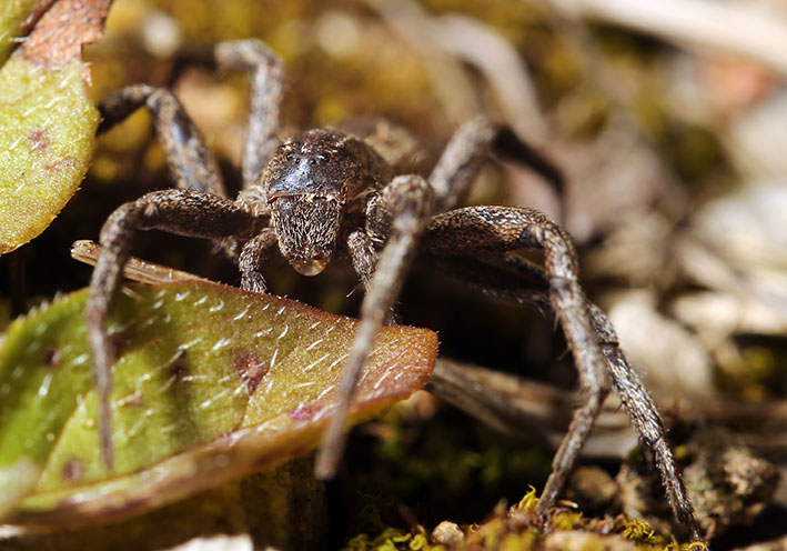 Thanatus formicinus - Fam. Philodromidae - Laufspinnen - Araneae - Webspinnen - orb-weaver spiders