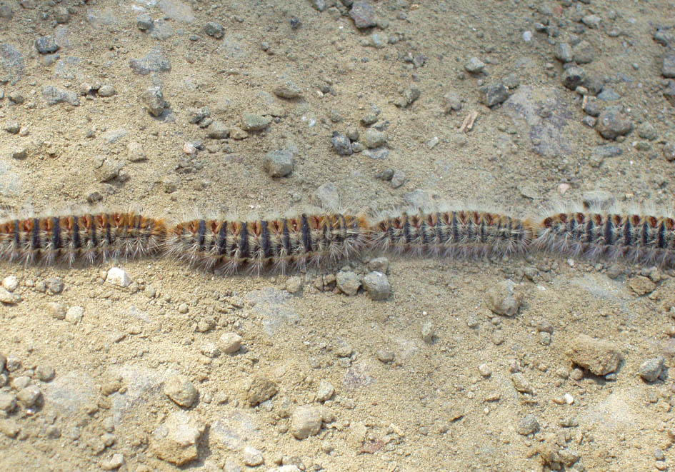 Thaumetopoea-wilkinsoni - Fam. - Notodontidae (Zahnspinner) - Zypern - Raupen - Caterpillars Thaumetopoea-wilkinsoni - Fam. - Notodontidae (Zahnspinner) - Zypern - Raupen - Caterpillars