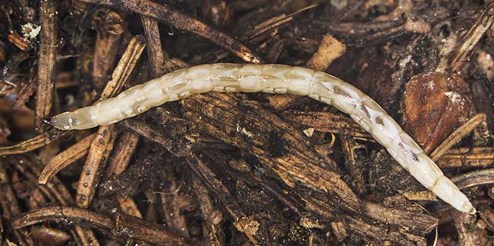 Therevidae - Luchsfliegen - - Dipteren-Larven Therevidae - Luchsfliegen - - Dipteren-Larven