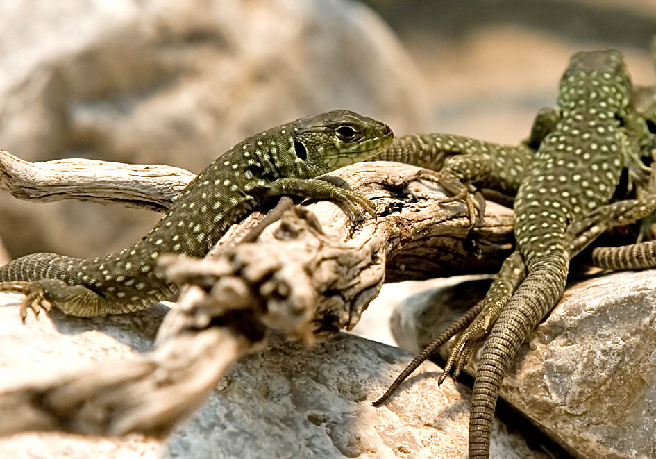 Timon lepidus - Perleidechse (juv) - Alpenzoo - Lacertidae - Eidechsen - Lizards Timon lepidus - Perleidechse (juv) - Alpenzoo - Lacertidae - Eidechsen - Lizards
