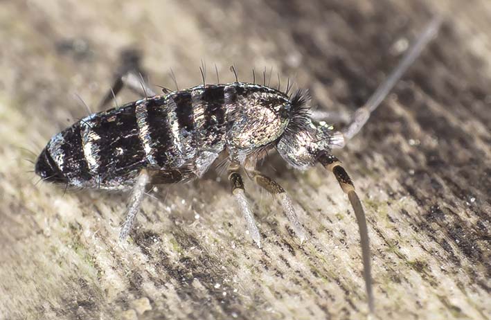 Tomocerus vulgaris - Fam. Tomoceridae - Collembola - Springschwänze - collemboles Tomocerus vulgaris - Fam. Tomoceridae - Collembola - Springschwänze - collemboles