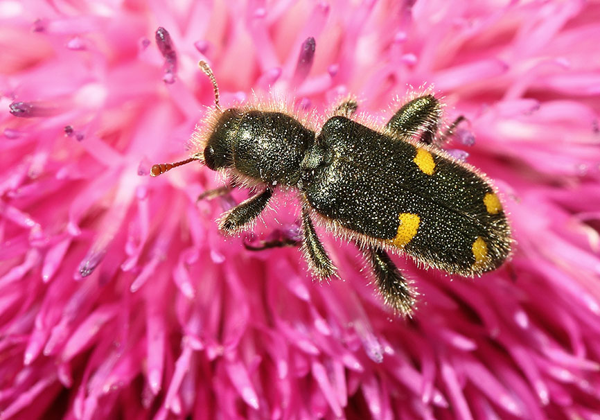 Trichodes sipylus - Fam. Cleridae - Buntkäfer   (Samos-Vigla) - Weitere Käferfamilien - other beetle families