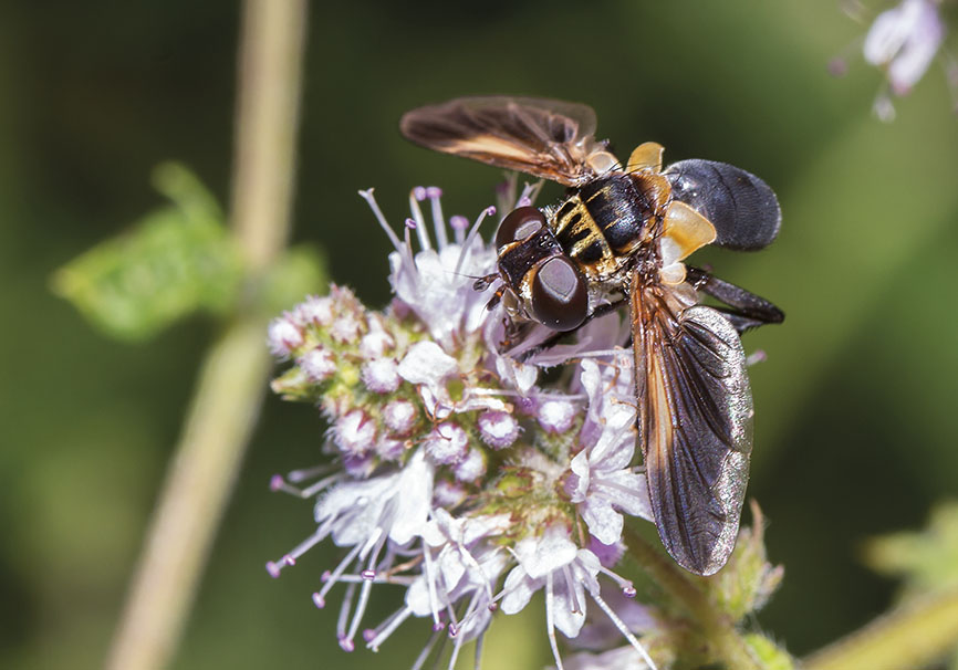 Trichopoda pennipes - Fam. Tachinidae - Schmarotzerfliegen - Brachycera (Fliegenartige) - Schizophora - muscoids Trichopoda pennipes - Fam. Tachinidae - Schmarotzerfliegen - Brachycera (Fliegenartige) - Schizophora - muscoids
