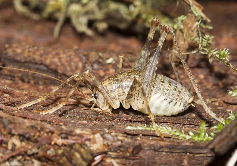 Troglophilus cavicola - Fam. Rhaphidophoridae (Höhlenschrecken) - Kroatien - Ensifera - weitere Familien - other families Troglophilus cavicola - Fam. Rhaphidophoridae (Höhlenschrecken) - Kroatien - Ensifera - weitere Familien - other families