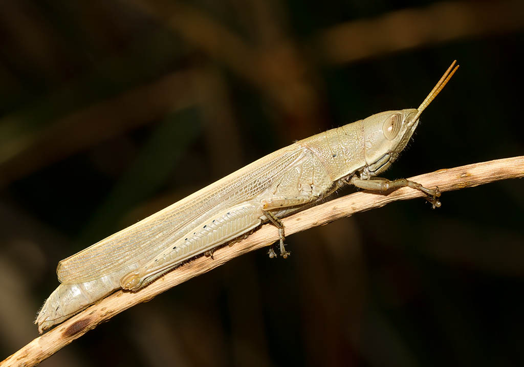Tropidopola cylindrica - Fam. Acrididae/Tropidopolinae - Sardinien - Caelifera - Kurzfühlerschrecken - grasshoppers Tropidopola cylindrica - Fam. Acrididae/Tropidopolinae - Sardinien - Caelifera - Kurzfühlerschrecken - grasshoppers