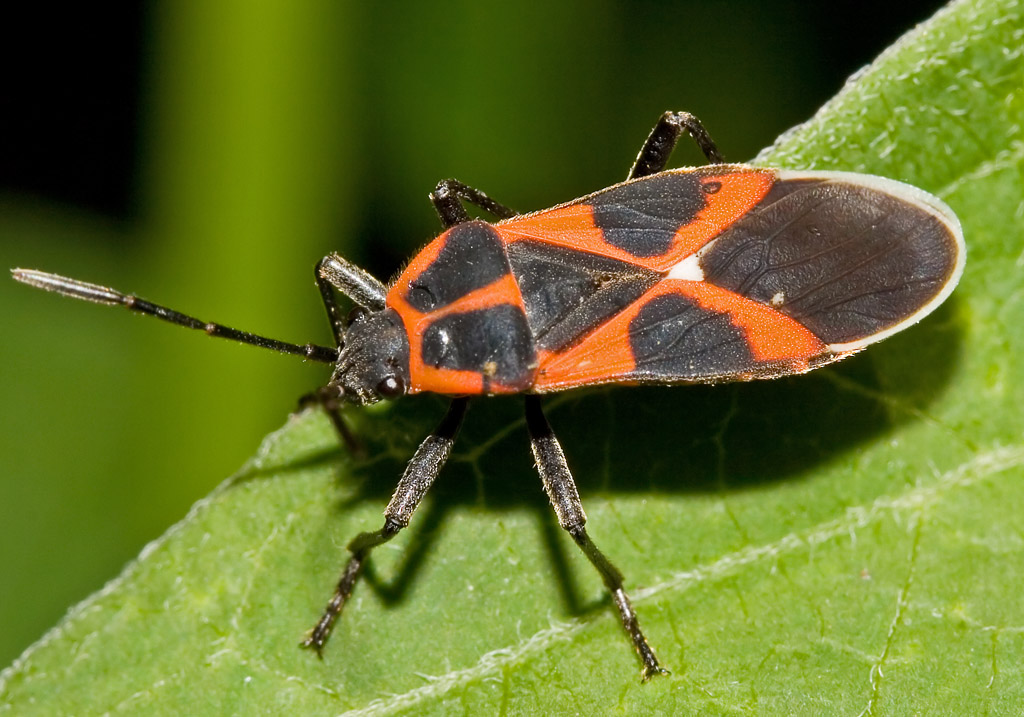 Tropidothorax leucopterus- Schwalbenwurz-Wanze - Fam. Lygaeidae - Bodenwanzen - Heteroptera - Wanzen - true bugs Tropidothorax leucopterus- Schwalbenwurz-Wanze - Fam. Lygaeidae - Bodenwanzen - Heteroptera - Wanzen - true bugs