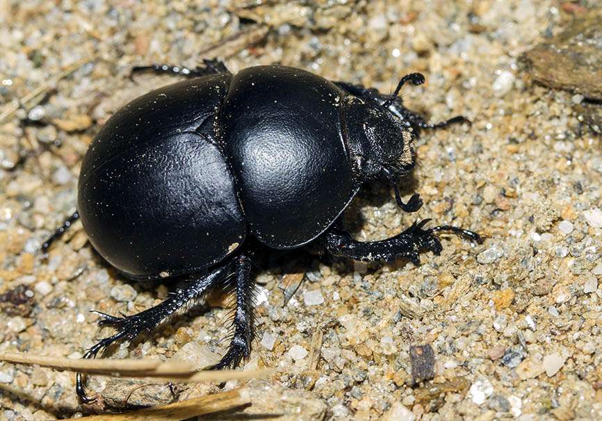 Trypocopris  vernalis - Frühlingsmistkäfer - Fam. Geotrupinae  -  Naxos - Scarabaeidea - Blatthornkäfer - scarab beetles