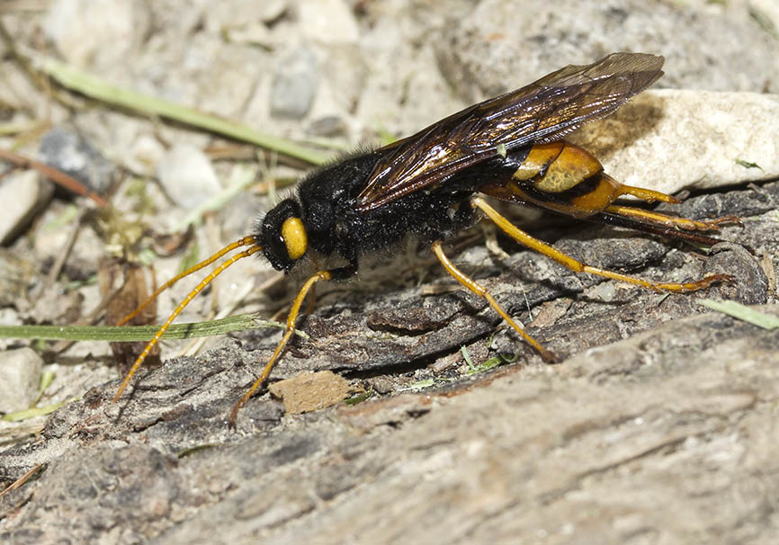 Urocerus gigas - Riesenholzwespe - Fam. Siricidae - Holzwespen - Symphyta - Pflanzenwespen - sawflies Urocerus gigas - Riesenholzwespe - Fam. Siricidae - Holzwespen - Symphyta - Pflanzenwespen - sawflies