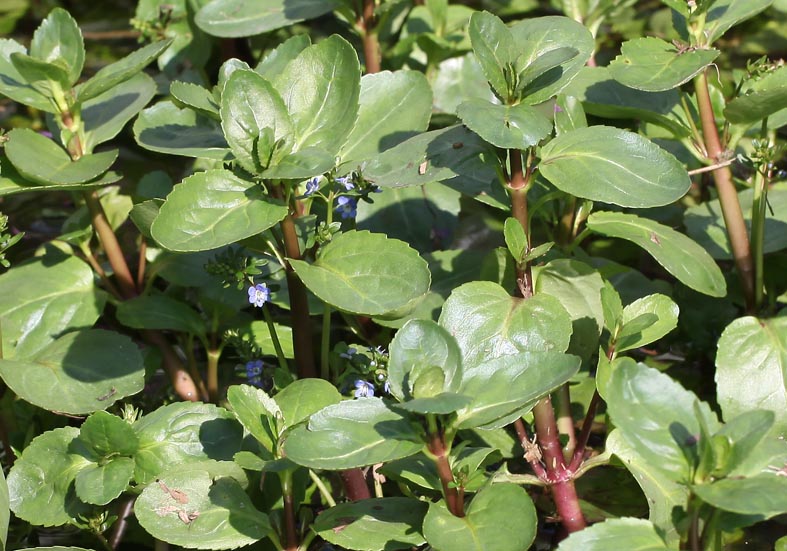 Veronica beccabunga - Bach-Ehrenpreis - Plantaginaceae - Feuchtgebiete - wetlands Veronica beccabunga - Bach-Ehrenpreis - Plantaginaceae - Feuchtgebiete - wetlands