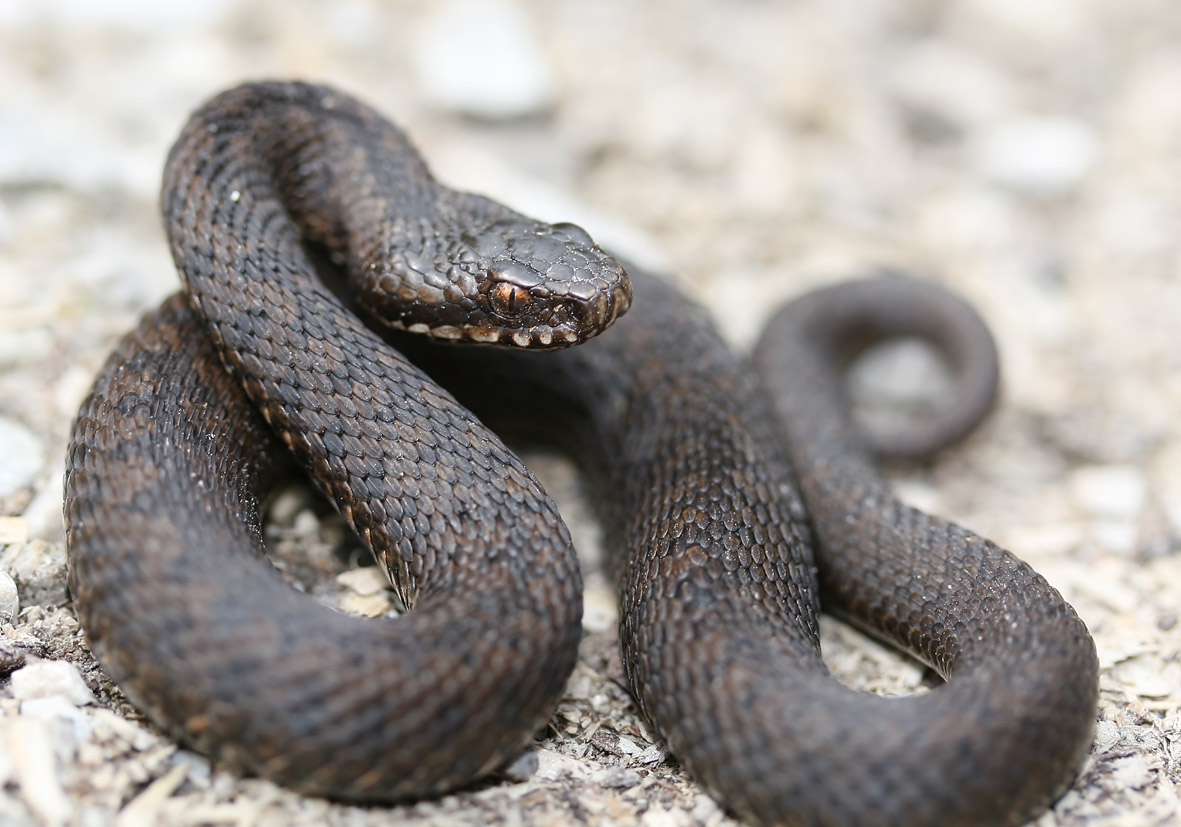 Vipera berus - Kreuzotter - - Serpentes - Schlangen - snakes Vipera berus - Kreuzotter - - Serpentes - Schlangen - snakes