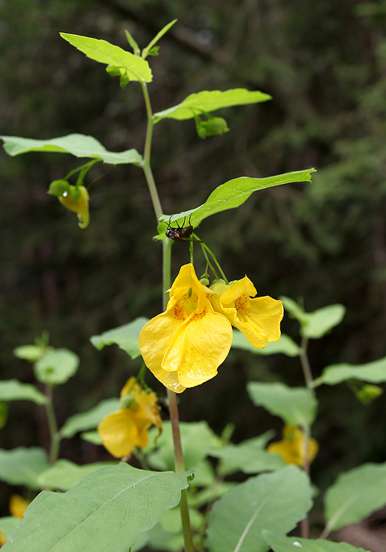Impatiens noli-tangere - Waldspringkraut - Fam. Balsaminaceae - Wald - forest Impatiens noli-tangere - Waldspringkraut - Fam. Balsaminaceae - Wald - forest
