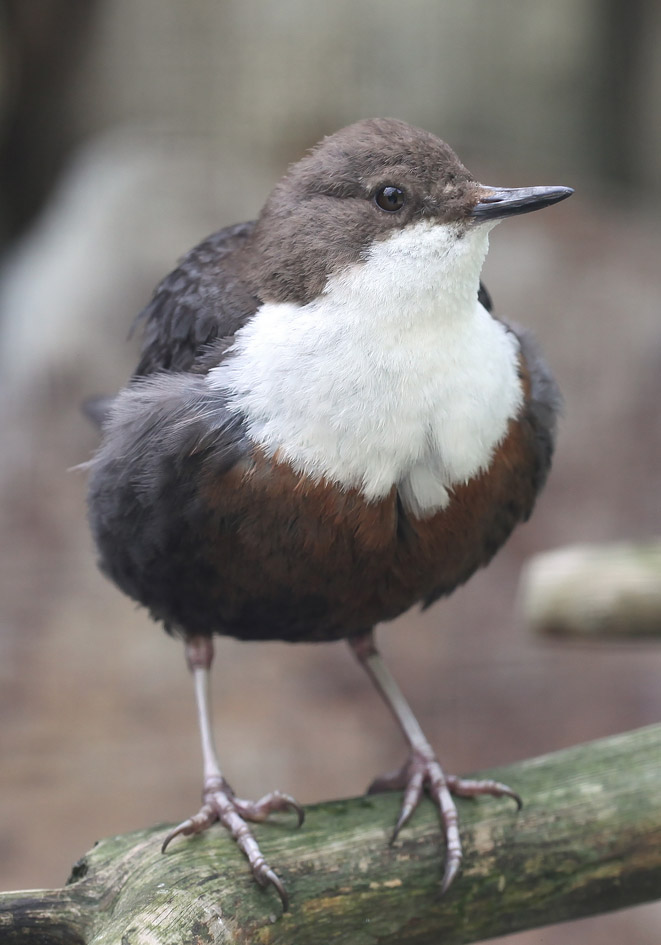 Cinclus cinclus - Wasseramsel - - Passeres - Singvögel - songbirds Cinclus cinclus - Wasseramsel - - Passeres - Singvögel - songbirds